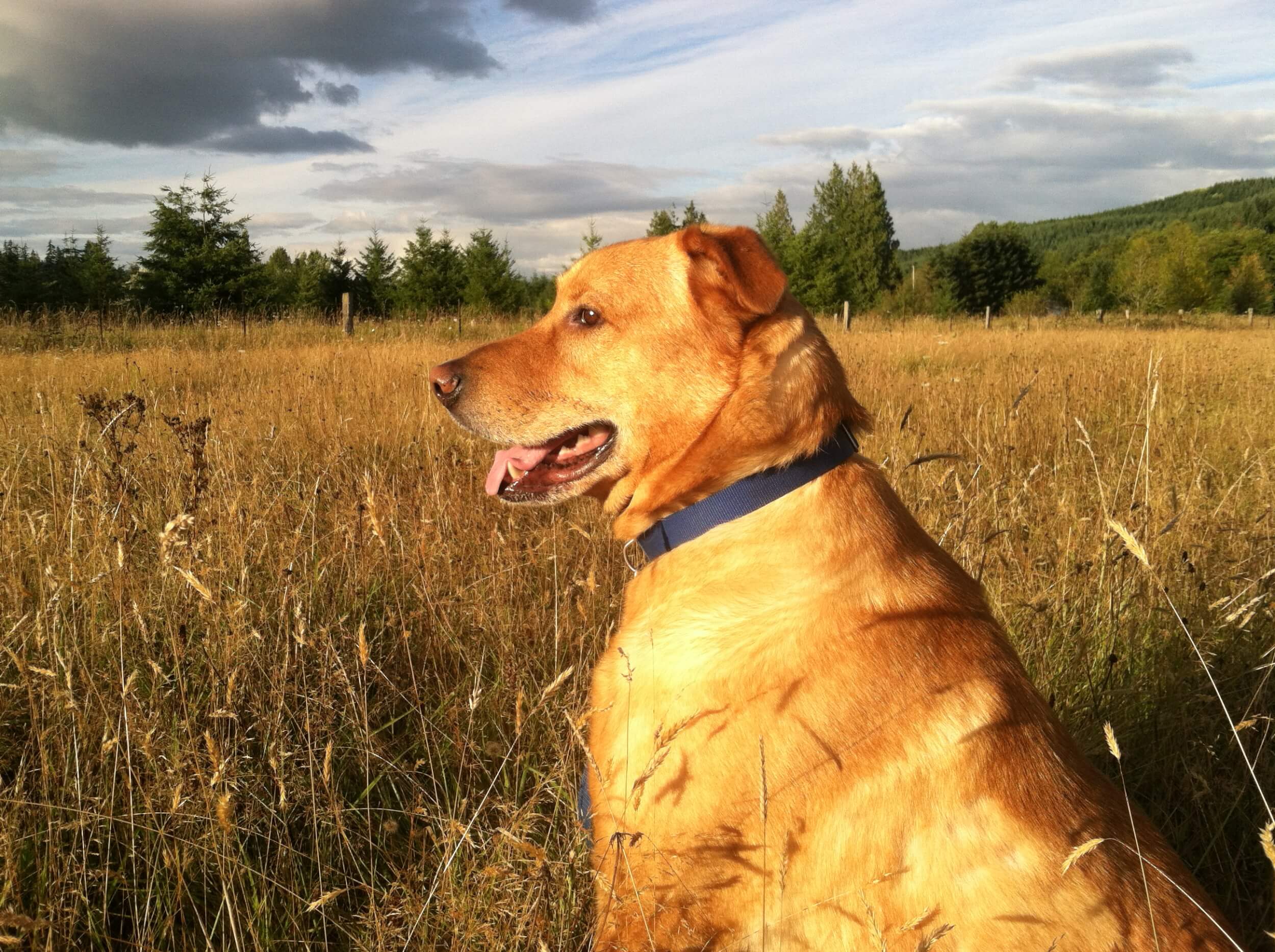 Why Fire Monitoring Matters More Than You Might Realize: Protecting Pets Left Home Alone